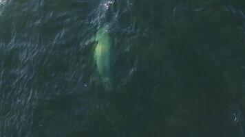 aéreo ver en un rebaño de linda manchado focas nadando en el claro agua video