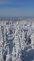 nevoso inverno foresta sheregsh sciare ricorrere aereo Visualizza. inverno settentrionale natura sciare ricorrere foresta tempo libero respiro di nord inesplorato nord maestoso natura bellezza bianca neve freddo clima inverno foresta. video