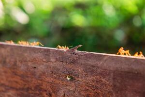 Group of red ant walking and foraging on wood in the forest photo