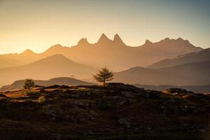 Golden sunrise over Arves massif with lonely tree on Lac Guichard at French Alps photo