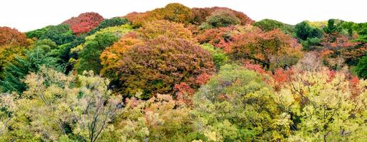 Colorful autumn forest on white background photo