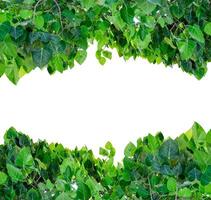 Bodhi tree leaves shade covered on background photo