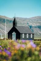 Budakirkja is the famous black church with flower blooming in summer at Iceland photo