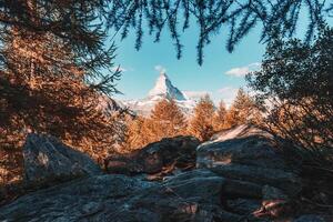 materia montaña con dorado pino bosque cubierto en otoño a grindjisee lago, Suiza foto