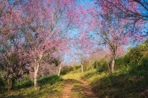 Wild himalayan cherry tree with pink flower blooming in springtime on agriculture field at Phu Lom Lo photo