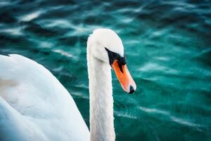 White swan or Cygnus olor floating on the lake photo