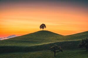 Scenic of sunrise over lonely tree on hill in rural scene photo