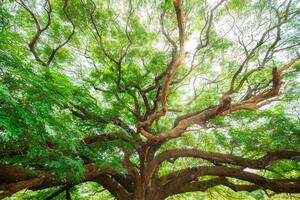 Giant Monky Pod Tree or Rain Tree with spread the branches shady and sunlight shine growing in public park photo