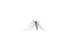 Aedes mosquitoes, Common house mosquito. Isolated on white background photo