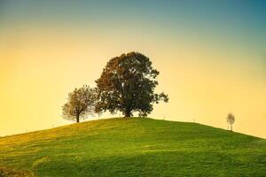 escénico de amanecer terminado solitario árbol en colina en rural escena foto