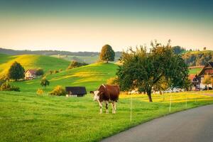 escénico de pacífico pueblo con solitario árbol en colina y vacas pasto en el Mañana a hirzel, Suiza foto