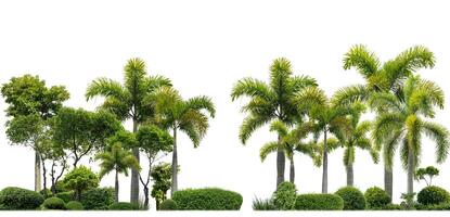 Green shrubs, ornamental plants, gardens or parks. Isolated on white background with clipping path and alpha channel. photo