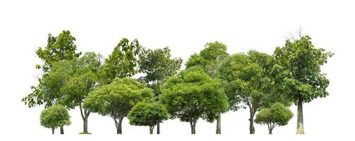 verde arboles aislado en blanco antecedentes bosque y verano follaje para ambos impresión y web con cortar camino y alfa canal foto