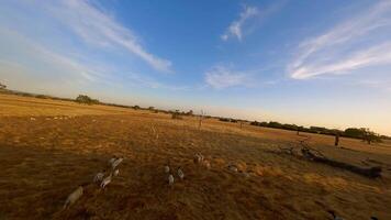 Running sheep in the field video