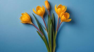 AI generated Beautiful yellow crocus flowers on a blue background photo