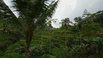 drone vol plus de riz rizières et paume des arbres dans bali video