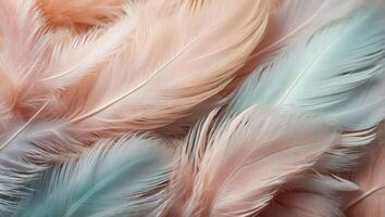 Beautiful feathers closeup background photo