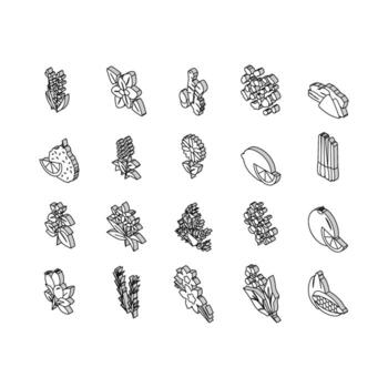 Aromatherapy Herbs Collection isometric icons set vector Illustration