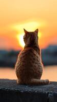 AI generated Back view portrait of a sitting cat against sunset background, background image, generative AI photo