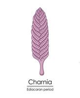 Charnia, an Ediacaran period creature colorful illustration vector