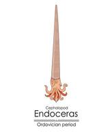 Endoceras, an Ordovician period cephalopod vector