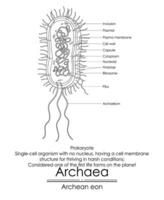 Archaea are considered one of the first life forms vector