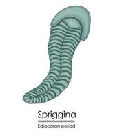 Spriggina, an Ediacaran period creature vector