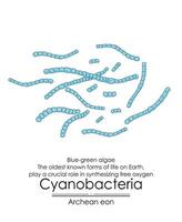 Cyanobacteria, also known as blue-green algae, produce oxygen vector