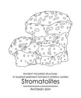 Stromatolites formations ancient microbial structures vector