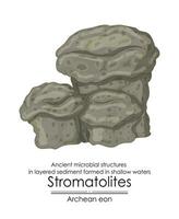 Stromatolites formations ancient microbial structures vector