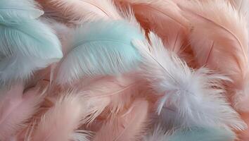 Beautiful feathers closeup background photo