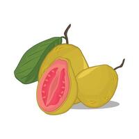 illustration of guava vector