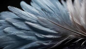 Beautiful feathers closeup background photo