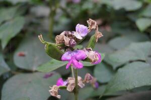 Green beans and Bean flowers photo