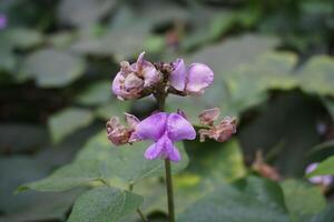 Bean flowers and green beans photo