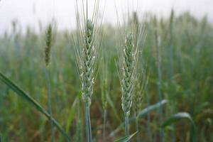 Two heads of wheat on a winter morning photo