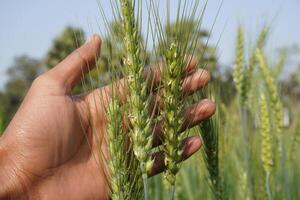 A few heads of unripe wheat in hand photo