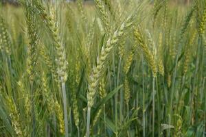 Some raw wheat in the wheat field photo