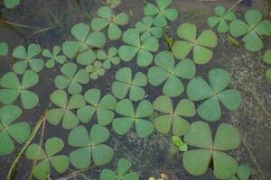 The leaf pattern on water naturally photo