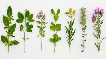 ai generado varios medicinal plantas individualmente en contra un limpiar blanco fondo, antecedentes imagen, generativo ai foto