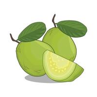 illustration of guava vector