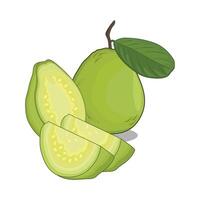 illustration of guava vector