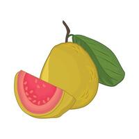 illustration of guava vector