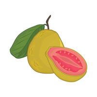 ilustración de guayaba vector