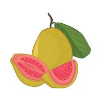 illustration of guava vector