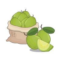 illustration of guava vector