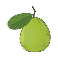 illustration of guava vector