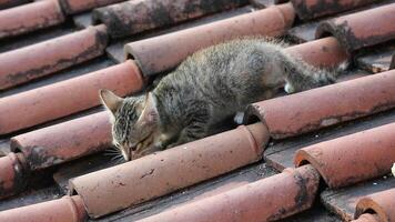 un gatito con un abigarrado color es cosecha arriba sobrante comida en un arcilla techo teja. el gato es todavía pequeño y lindo. video