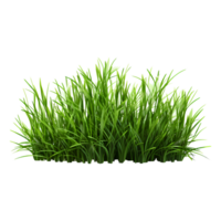 AI generated Wheatgrass supplement ,Green gress with isolated transparent background generative AI png