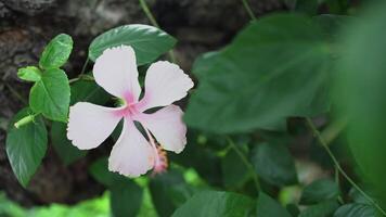 profesional vídeo de rosado hibisco flor en floración en 4k 30 fps. video